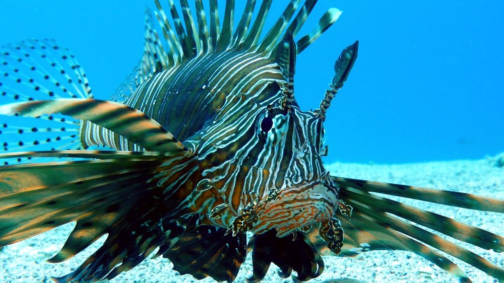 Lion-Fish