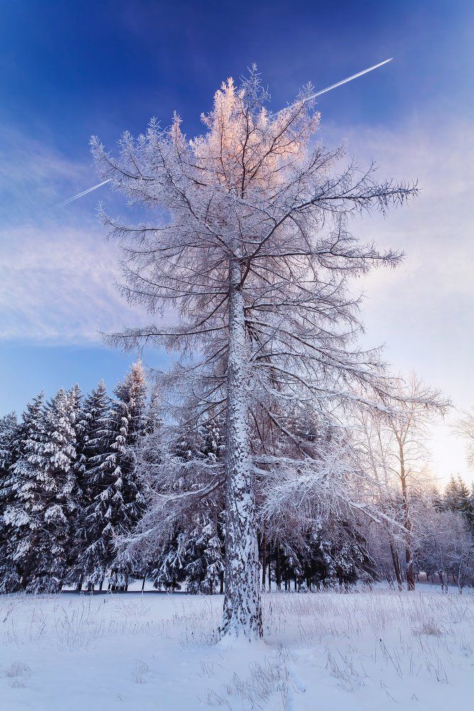 Её величество Зима