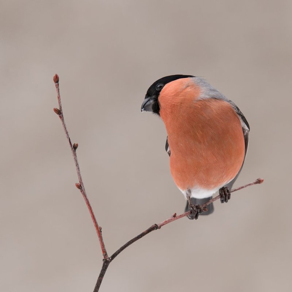 Когда же ты распустишься?