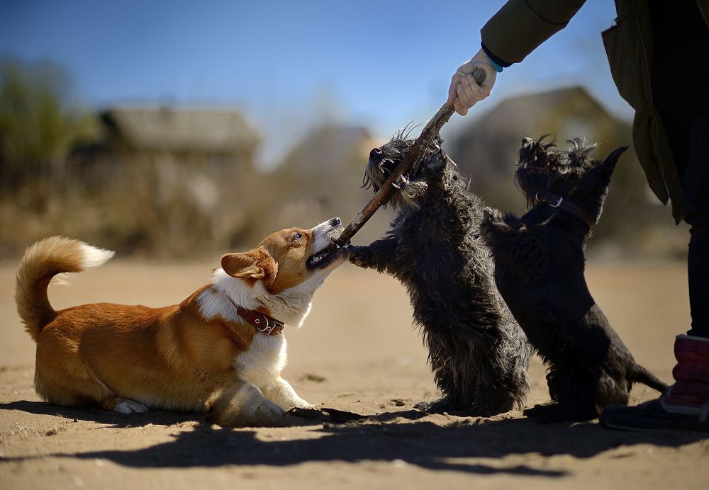 Переполох из за палки