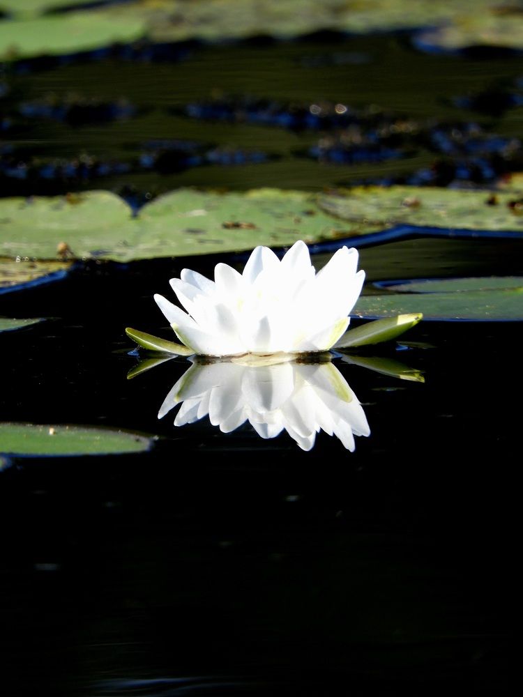 Photograph by Егор Жук