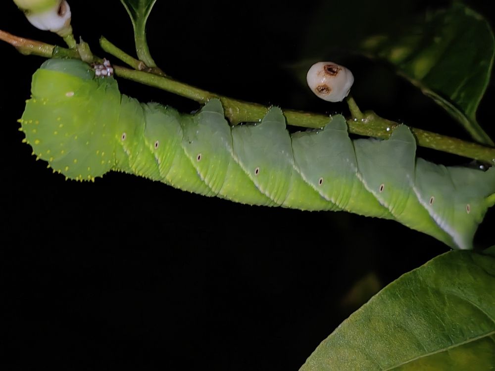 Photograph by Virginia Azocar