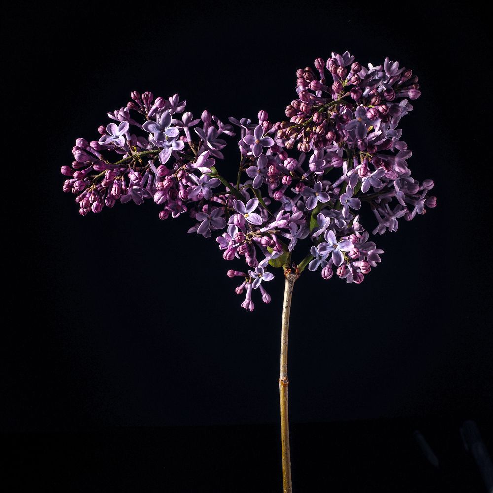 Photograph by Яна Каменская