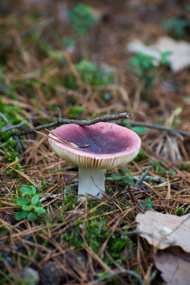 Фотография автора Ольга Круковская