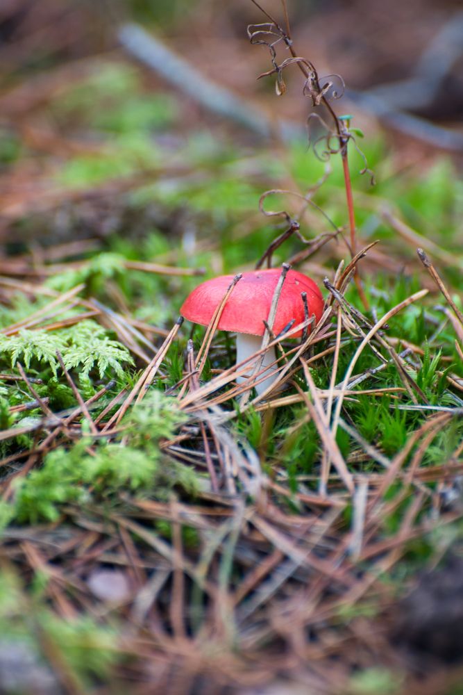 Фотография автора Ольга Круковская