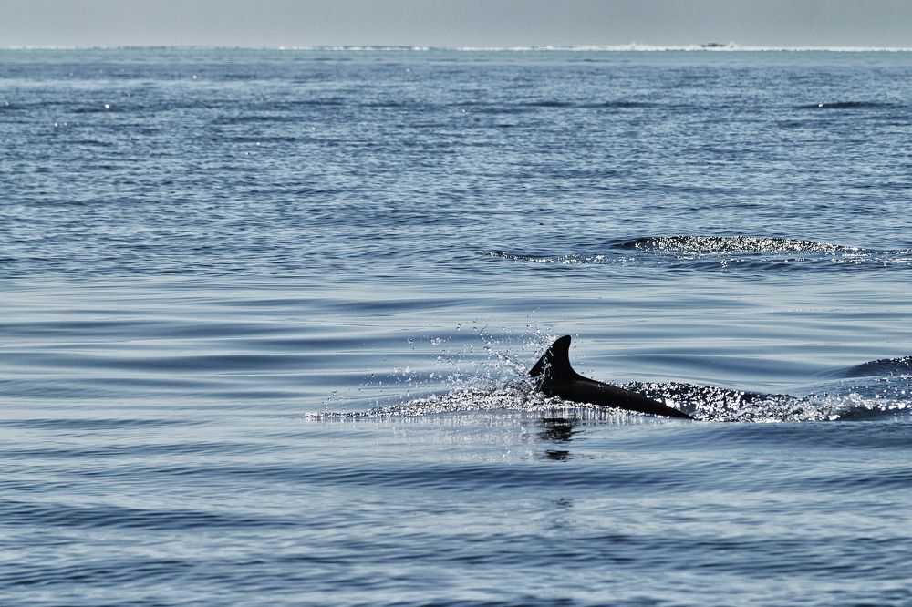 Photograph by Алексей Степанов