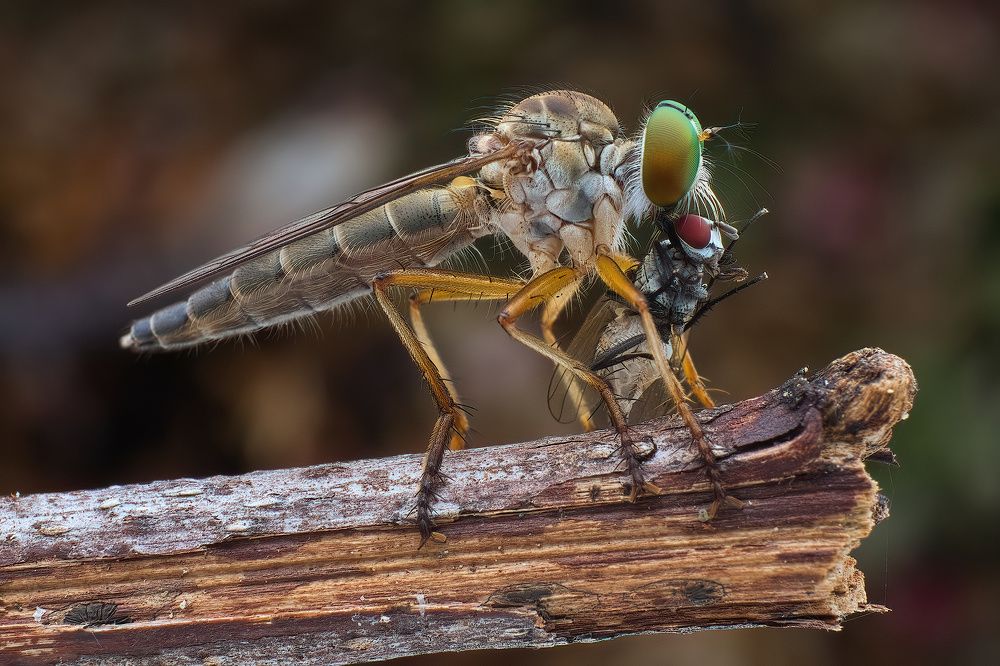 Photograph by Li Chen-You