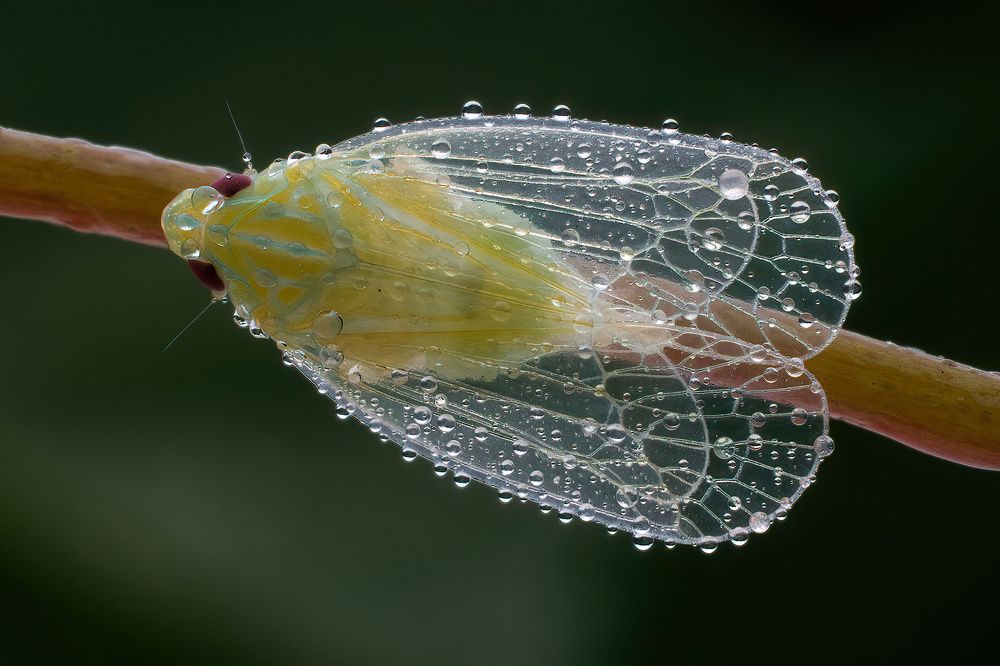 Photograph by Li Chen-You