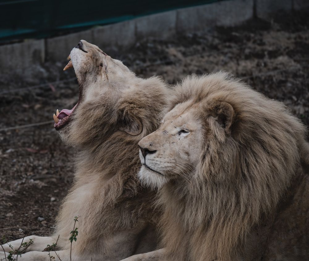 •The lion brothers•