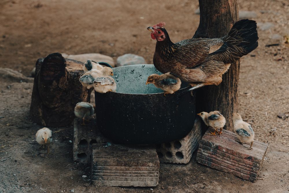 Photograph by Bao Nguyen