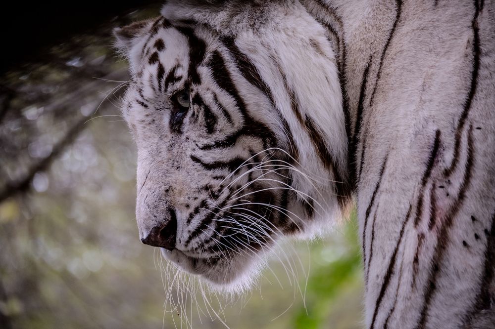 •the white tiger•