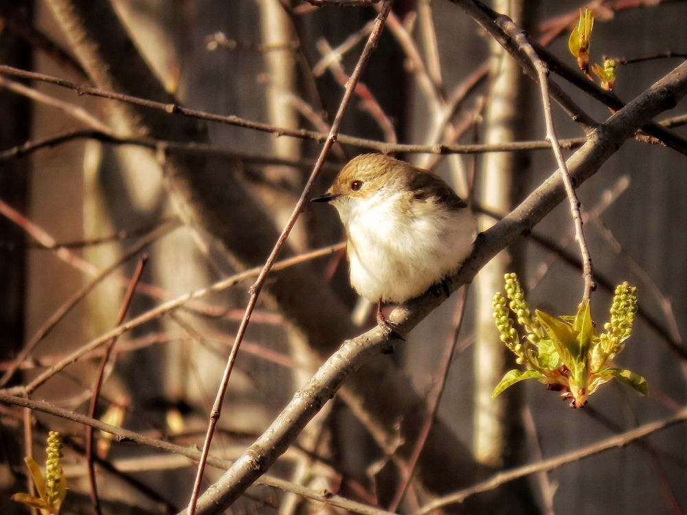 Мухоловка-пеструшка