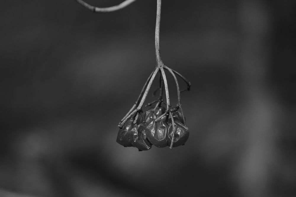 Photograph by Екатерина Александровна