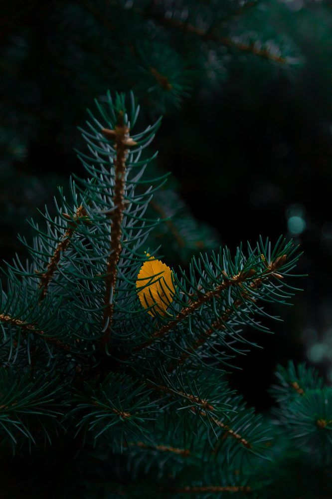 Photograph by Полина Лапкина