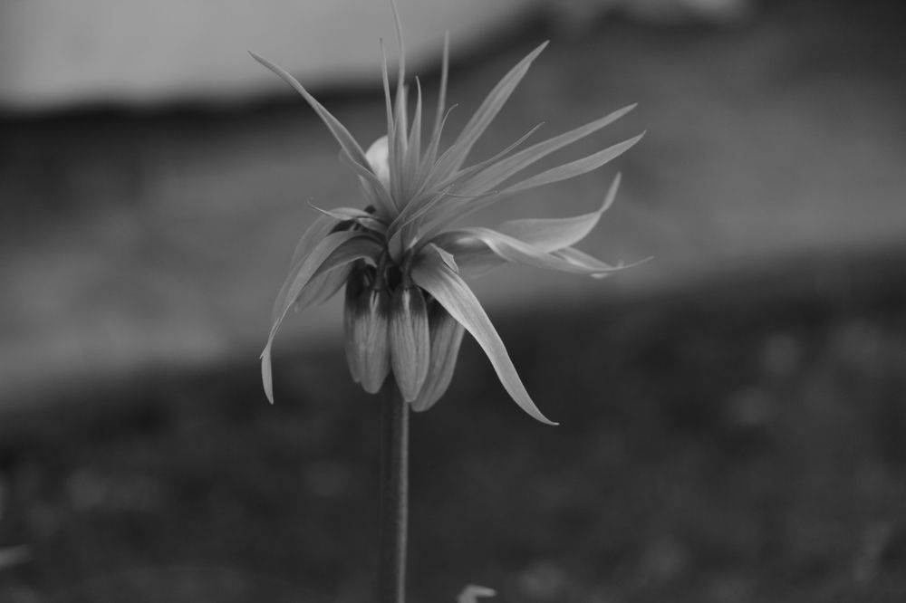 Photograph by Екатерина Александровна