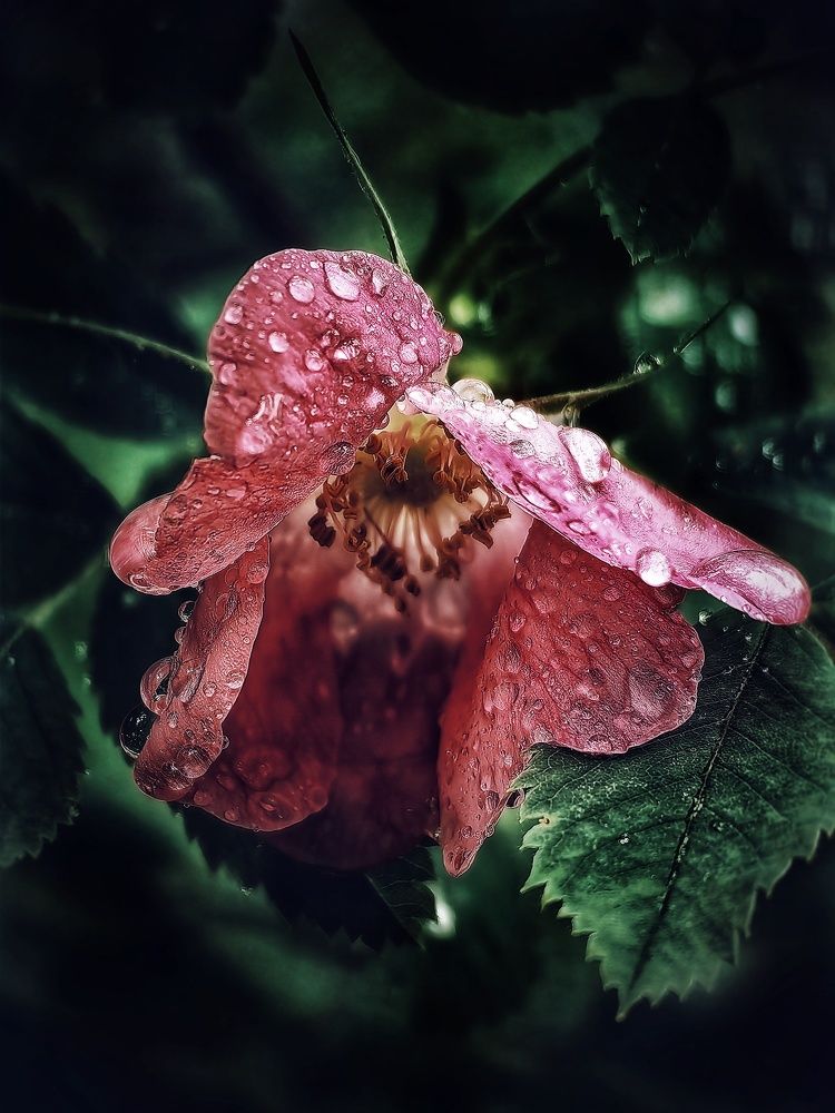 Photograph by Ярославна