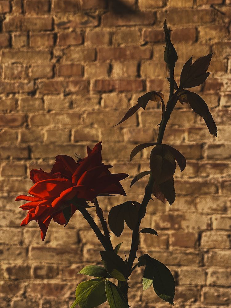 Photograph by Мария Бурик