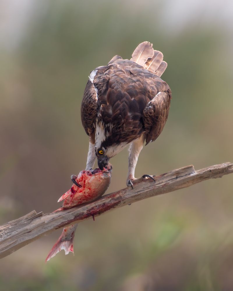Photograph by Madhurya Mozumder