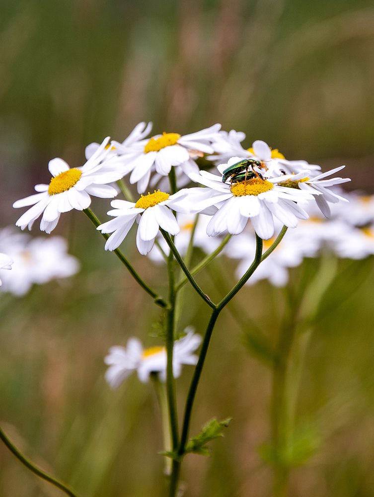 Полевые цветы.