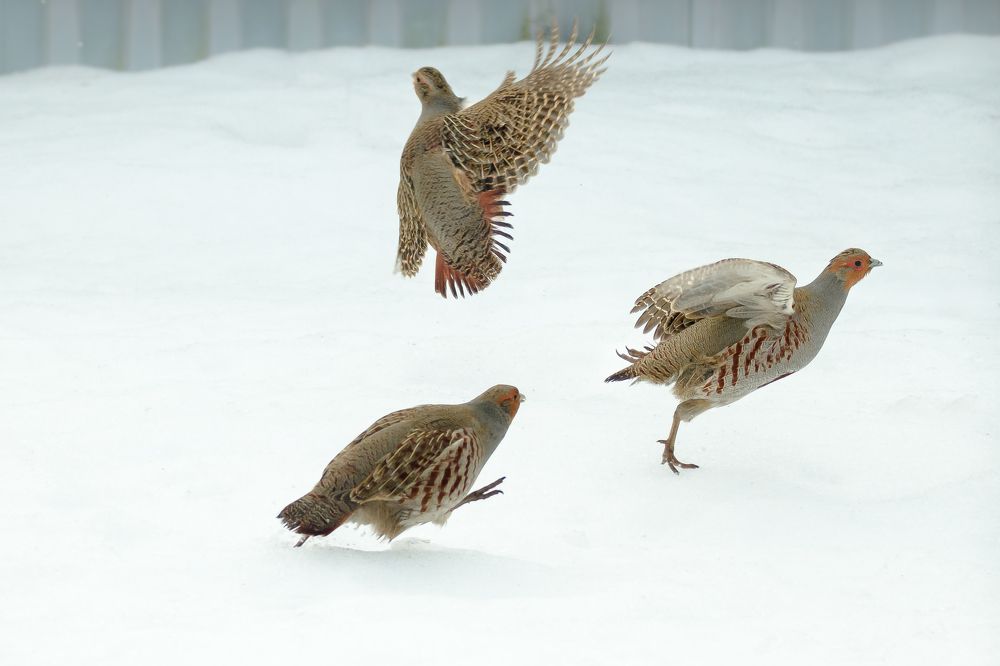 Photograph by Соварцева Ксения