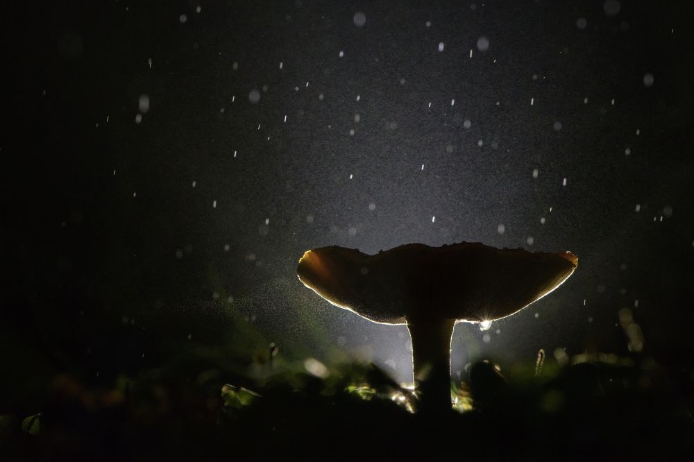 Photograph by Соварцева Ксения