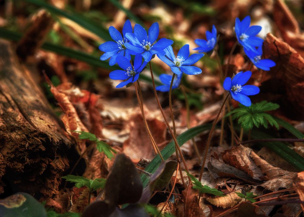 Photograph by Сергей Дишук