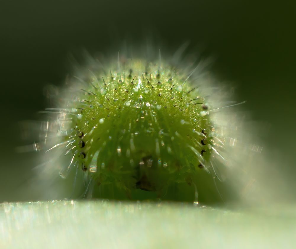 Photograph by Соварцева Ксения