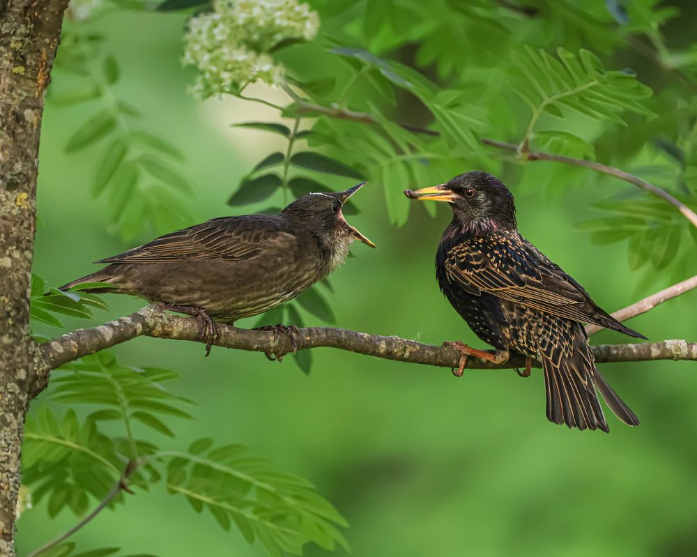 Давай, клади его сюда!