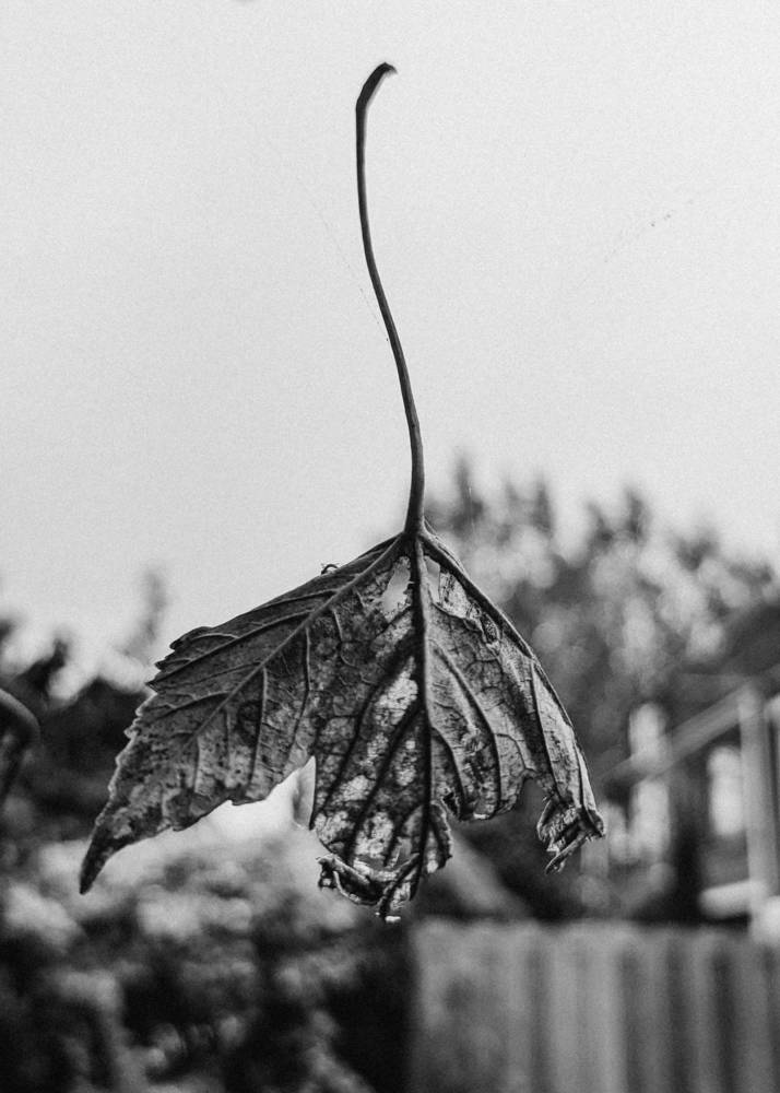 Фотография автора Ксения Шляйхер