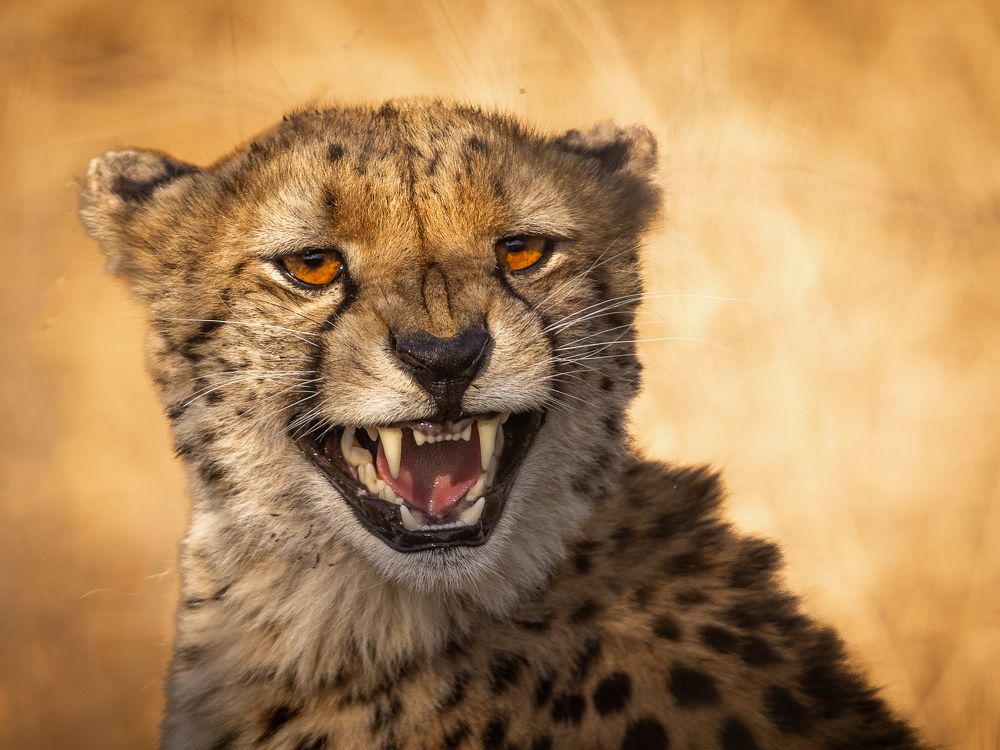 Photograph by Silvia Ribeiro