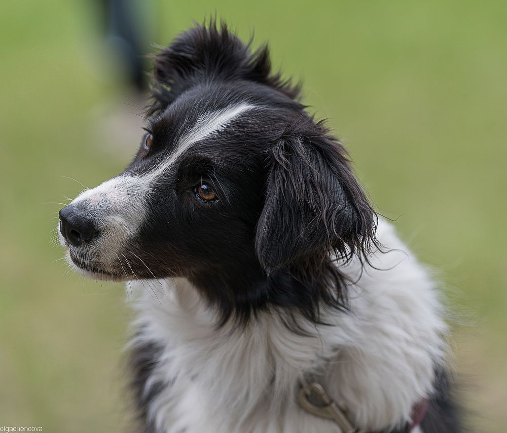 Photograph by Ольга Ченцова