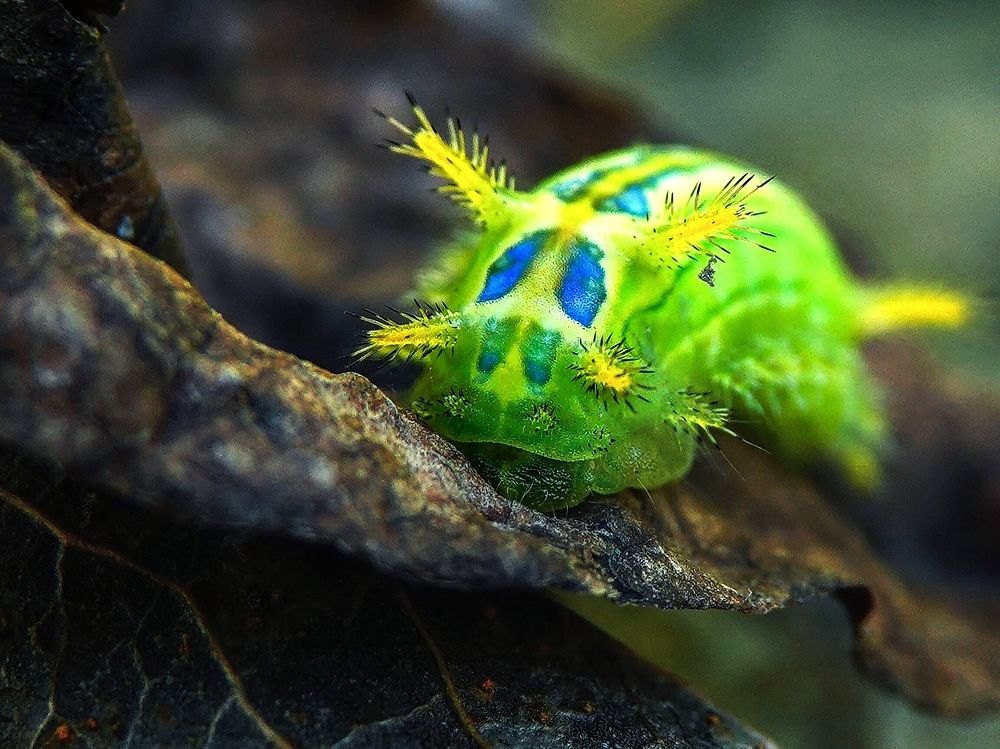 Жгучая красавица.