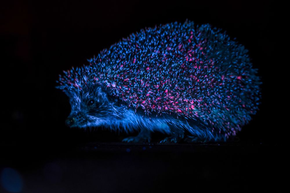 Photograph by Соварцева Ксения