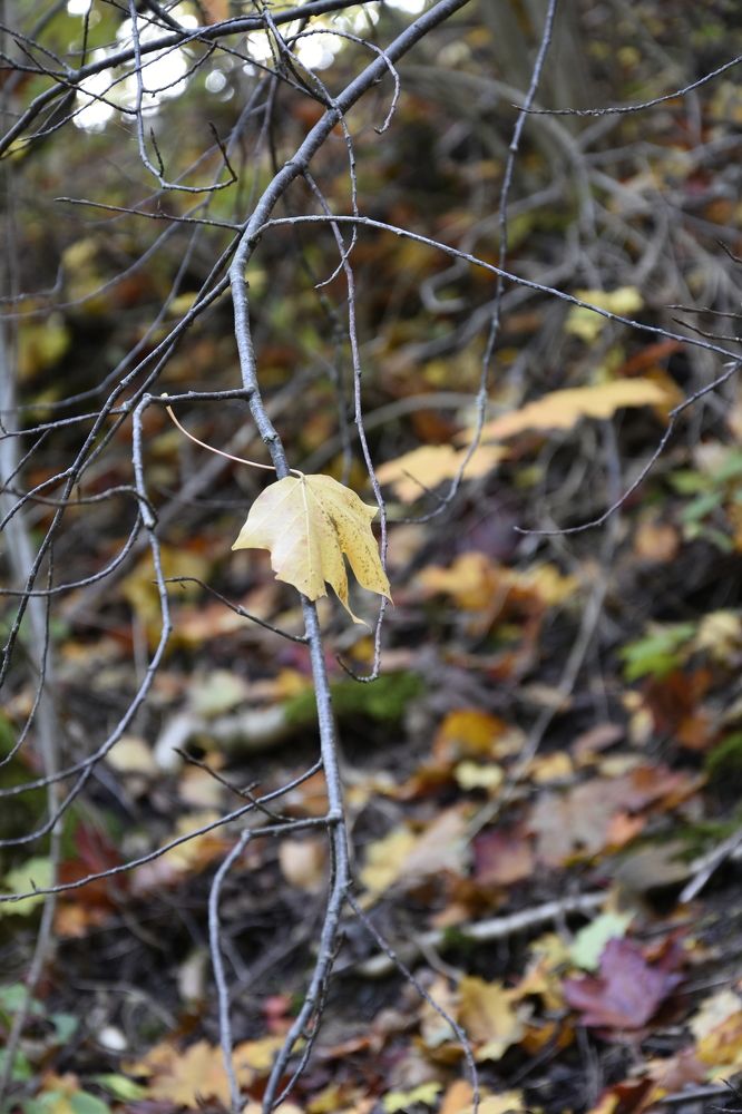 Photograph by Юлия Ю.