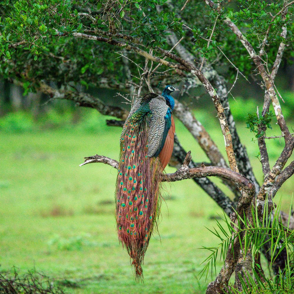 Photograph by Gayashan Kulathunga