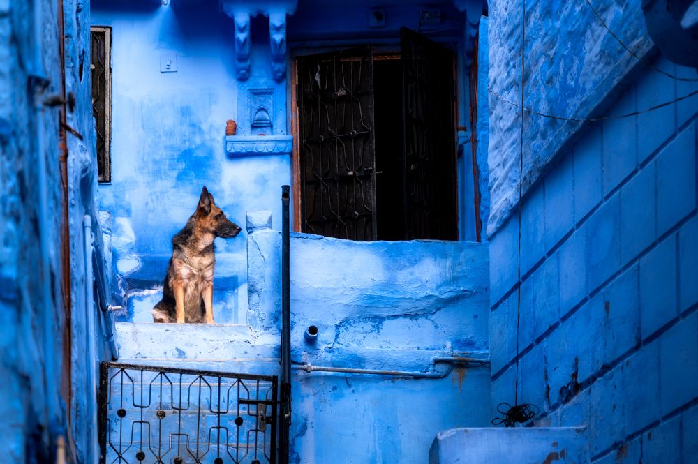 Фотография автора Kimia Shad