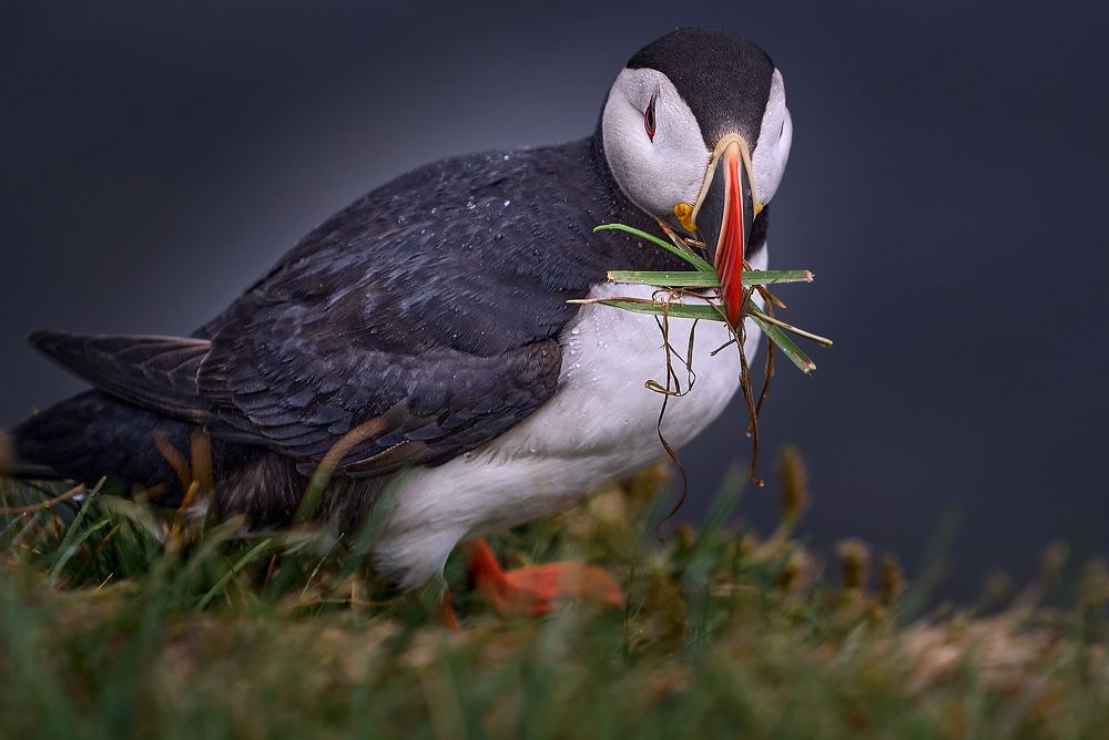 Photograph by Boris Bekelman