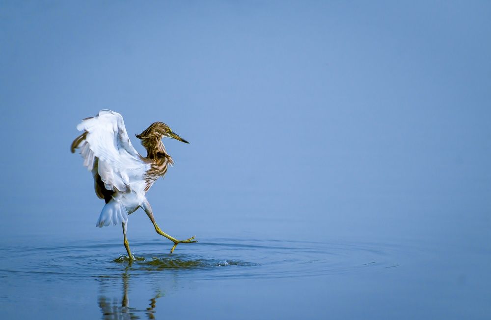 Photograph by Sahisnu Saha