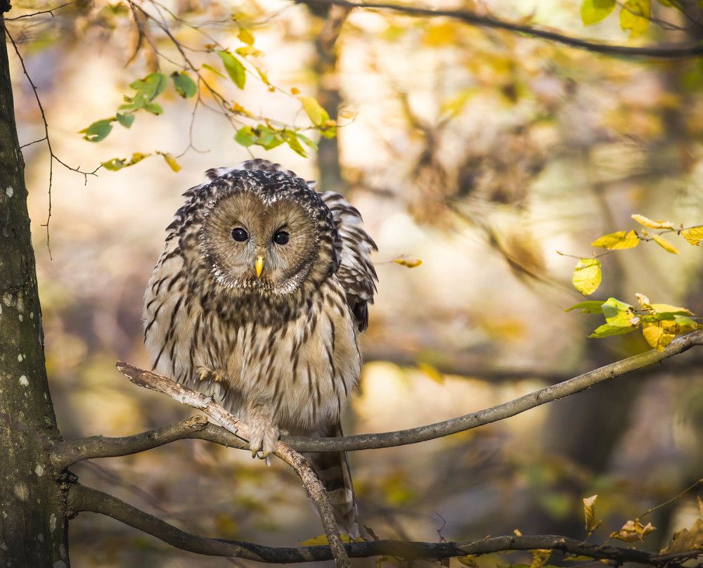 Фотография автора Sebastian Popa