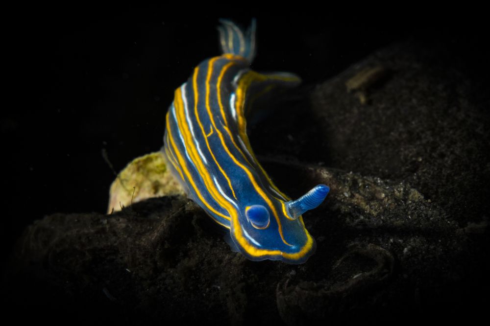 Photograph by Serdar AVCI