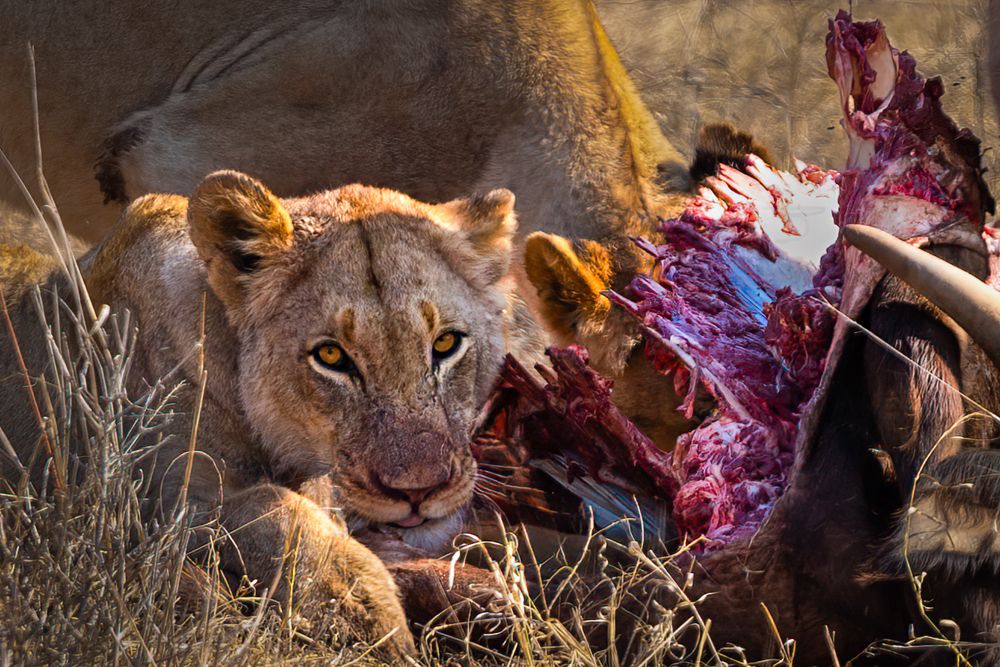 Фотография автора Raju Nair