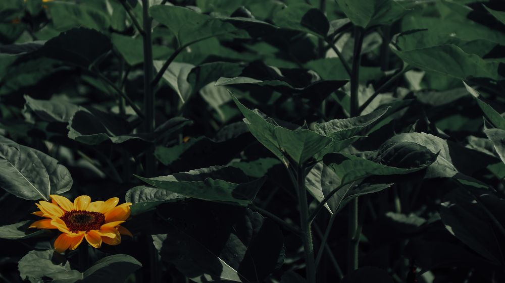 Photograph by Hoàng Huy