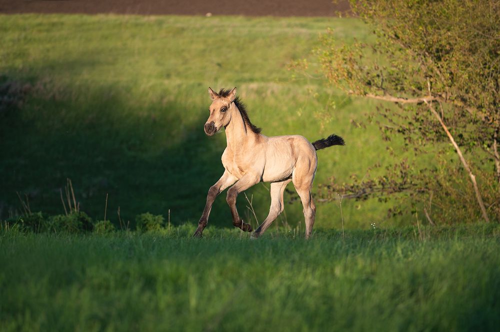 Детство в полях