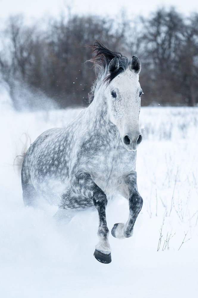 И уносят меня в звенящую снежную даль