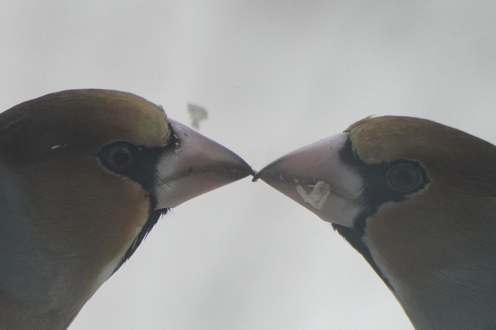 Photograph by Дарья Ринас