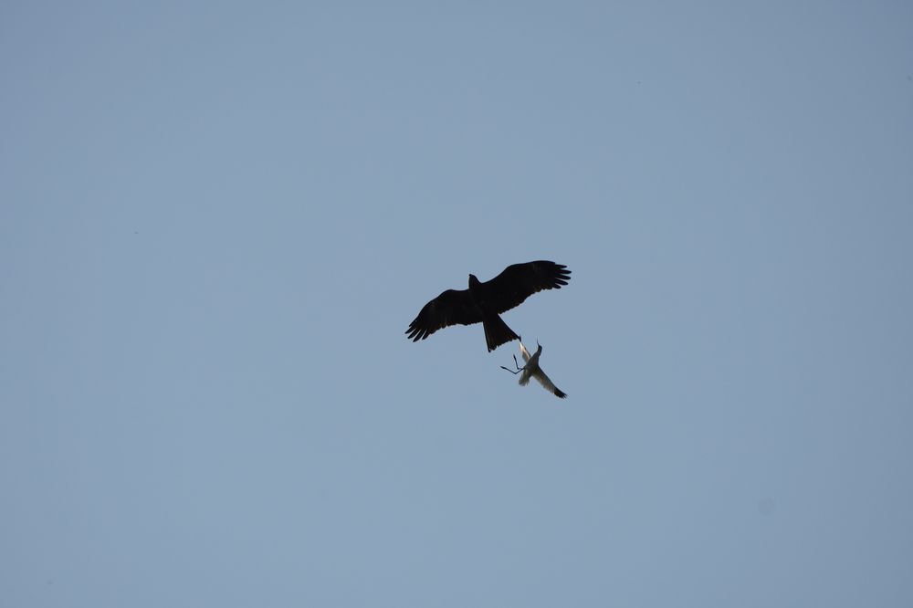 Photograph by Дарья Ринас