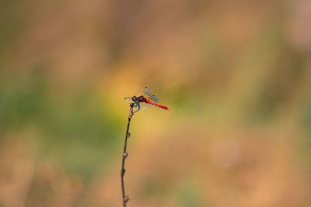 Фотография автора Елена Запертова