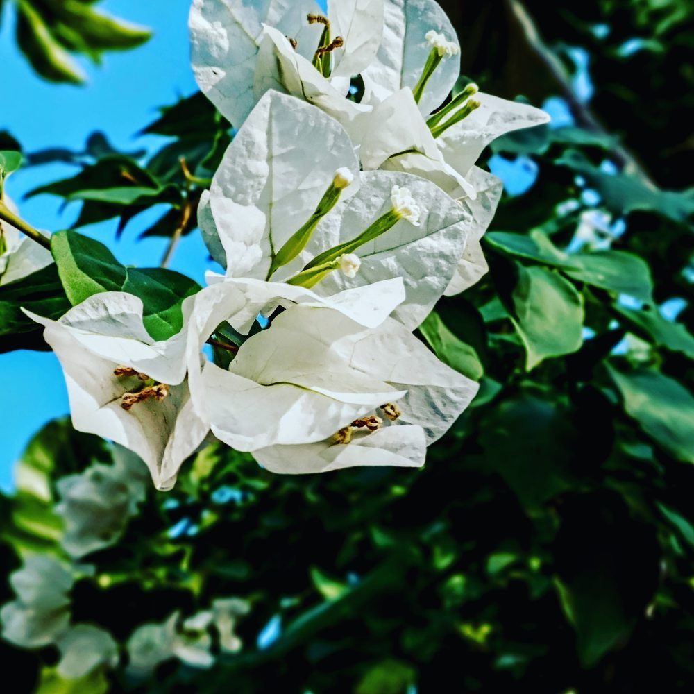 Photograph by Prashant Gaonkar