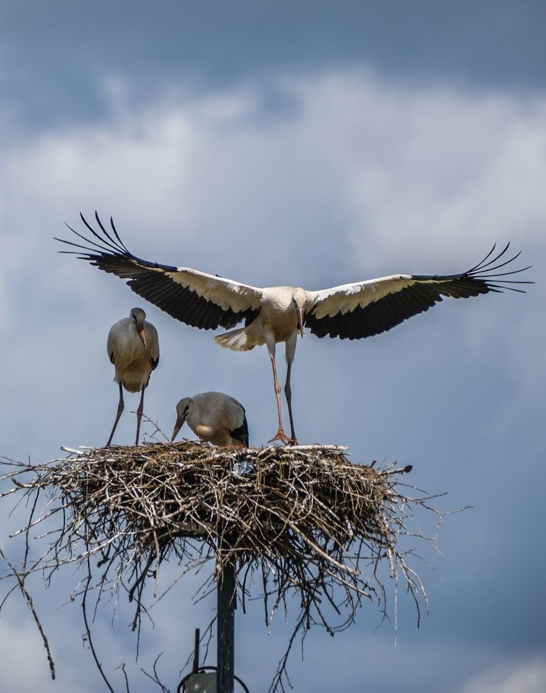 Photograph by Алексей Большаков
