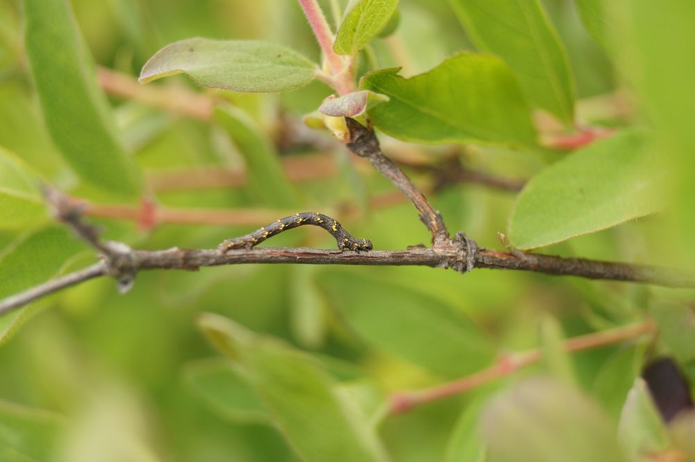 Photograph by Дарья Ринас